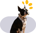 happy dog smiling