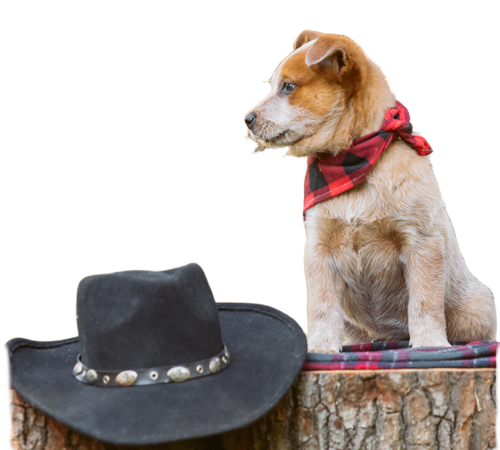 happy doggie day care pup thanking their owner
